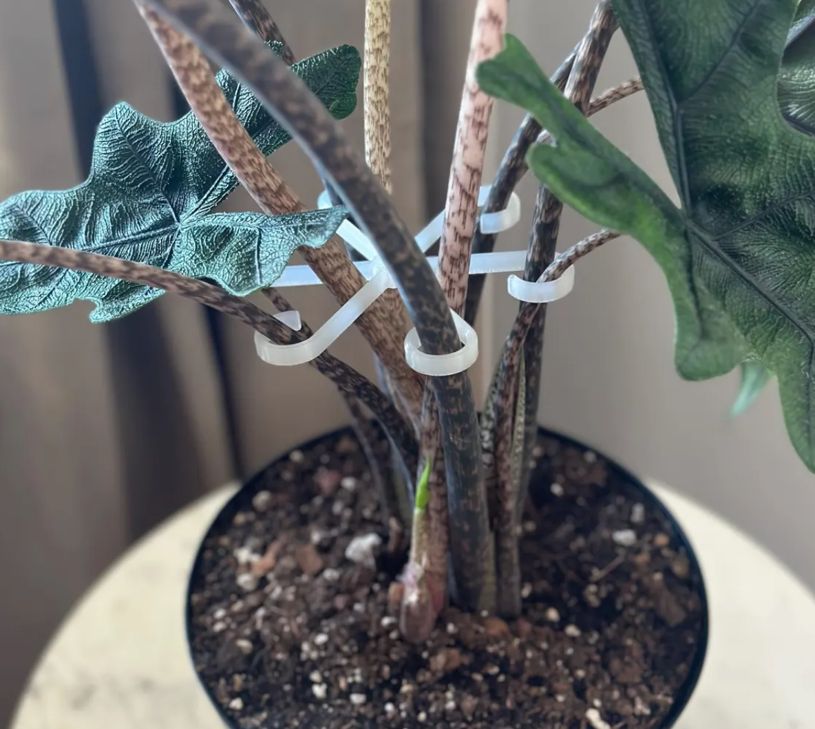Plant Stem Supports